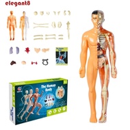 ELEGANT Human Body Model, Mannequin Anatomy Model Human Anatomy Model, Human Body Model Body Puzzle 