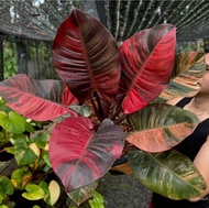 Bibit Bonggol Philodendron Black Cardinal Varigata Super