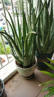 可食用蘆薈