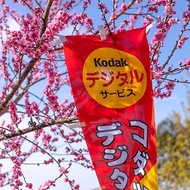 桑惠商號 昭和 日本製 柯達 KODAK 廣告紀念旗幟 直式