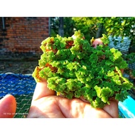 Azolla Water Plants Superfood