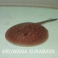 Motoro Stingray, Pari Air Tawar