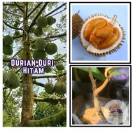Anak Pokok Durian Duri Hitam / Black Thorn cepat berbuah (hybrid)