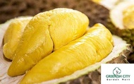 GNC - Musang King Durian D197 Fruit Tree Anak Pokok Buah Durian Musang King 猫山王 果王榴莲