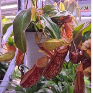 Pitcher plant to 4 to 5inch hanging pot