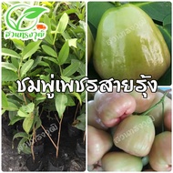 ชมพู่เพชรสายรุ้ง กิ่งตอนชำลงถุงแท้💯% สูงประมาณ60เซนติเมตร