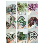 Terbaru Bunga Begonia - Begonia Rex Retro - Daun Begonia Retro -