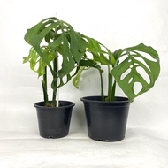 TA Monstera Esqueleto