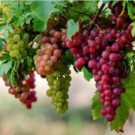 Baja 3 IN 1 Pokok Anggur READY STOCK SB Pack Jimat Organik + Subur + Buah 1000gram + free 500gram Ba