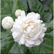 Pokok bunga melur susun harum wangi / melor ros / jasminum sambac grand duke tuscany