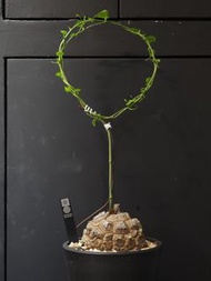 Dioscorea elephantipes 南非龜甲龍