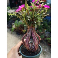 Ready stock*单瓣太阳花*Portulaca grandiflora*9 o'clock flower*japan