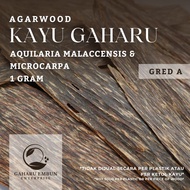GAHARU EMBUN Gred A Aquilaria Malaccensis & Microcarpa Kayu Gaharu (Agarwood Chip) 1 GRAM