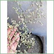 Variegated.s;Africane_Talisay?EF*Live~Kt*outdoor~QP*garden~Re*decor~Sj*in~xp*seed ling bag