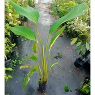 Pokok Daun Lerek Lemang aka Phrynium Pubinerve Blume