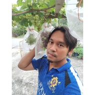 [Fresh Cutting] Keratan Batang Anggur  Manis(variety Table Grape)
