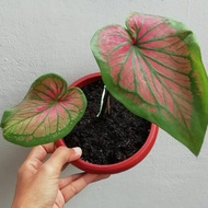 tanaman hias caladium tambuna (Thailand series)