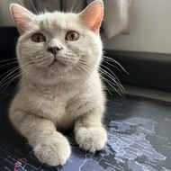 Kucing british shorthair 