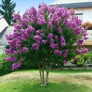 BUNGA  Ratu (Lagerstroemia speciosa)