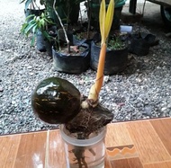 Bonsai Kelapa Gading mini BONKLA Sudah mengkilap divernish plistur paling murah