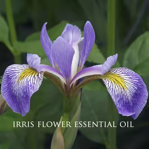 Pure Iris (Orris) Flower Essential Oil Natural Aromatherapy Essential Oil Humidifier Relaxing Massag