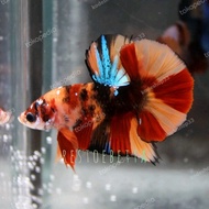 CUPANG PLAKAT MULTY COLOUR DUMBO EAR FCCP FANCY SOLID NEMO HALFMOON