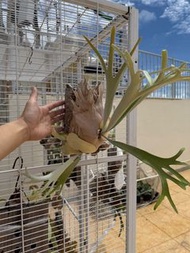 北猴鹿角蕨連側芽