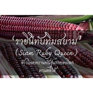 เมล็ดพันธุ์ ข้าวโพดทานดิบราชินีทับทิมสยาม (Siam Ruby Queen)  สีม่วงเข้ม ฝักใหญ่ ทานดิบได้ เป็นที่ต้อ