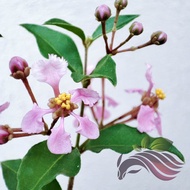 Lagerstroemia Indica 紫薇 by LS Group