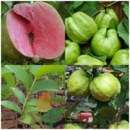 ANAK POKOK JAMBU BATU ISI MERAH HYBRID Buah Buahan Fruits Live Plant