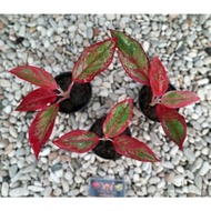 Aglaonema Red Lipstik / Aglonema siam aurora Remaja florist nursery / Aglonema red lipstik (Tanaman
