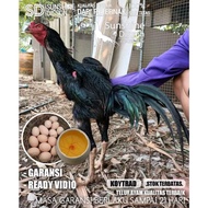 AYAM BANGKOK SUPER KOYTRAD BRAKOT BRUTAL telur tetas