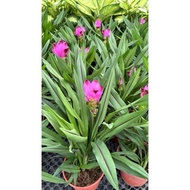RINA • pokok tulip siam • curcuma alismatifolia lilies turmeric kunyit flower bunga live plant outdo
