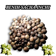 BENIH KACANG SACHA INCHI/BENIH KACANG OMEGA