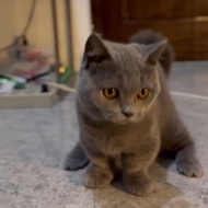 kitten bsh munchkinn | kucing bsh munchkin blue solid 7 bulan