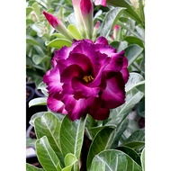 🌺💜 'Purple Majesty 005' - Exquisite Adenium Desert Rose Seed Collection for Luxurious Fleshy Potted 