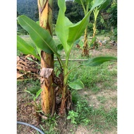 Pisang Tanduk (anak pokok)