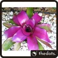 REAL LIVE PLANT BROMELIAD NEOREGELIA VOODOO DOLL WITH PLASTIC FLOWER POT GARDENING PLANTS POKOK HIDUP