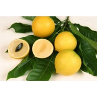 Anak Pokok Abiu Pouteria Caimito