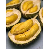 pokok durian musang king/D197