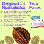 Original Rudraksha 2 Mukhi ( 2 Faces/ 2 Mugam) Rudraksha Bead With Lab Certificate (RARE)
