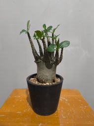 哥斯拉沙漠玫瑰