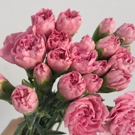 BUNGA CARNATION / ANYELIR ISI 20 TANGKAI (BUNGA POTONG SEGAR)