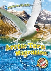 Arctic Tern Migration Kari Schuetz