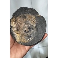 Black stone with swirl ammonite pattern