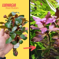 ลัดวีเจีย ซูเปอร์เรด “รูบิน” ไม้ข้อสีแดง ไม้หลังตู้ - LUDWIGIA SP. SUPER RED RUBIN ต้นไม้น้ำ