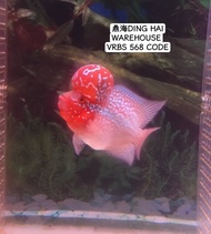 NEW 3.5~4inch  VIP A Grade SHORT BODY Super Red BIG BOOM HEAD FLOWER HORN NICE FISH COMING... 3吋多4吋进