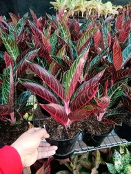 Promo tanaman hias aglonema red Sumatra - aglaonema red sumatra Murah