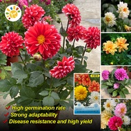 100% Original Mix Colours Dahlia Pinnate Seed (10 seeds) Assorted Mixed Dahlia Flower Plants Bonsai 