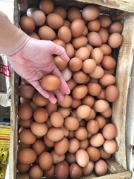 Telur Ayam Negri 1 peti